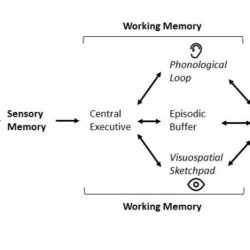 Match each term with its corresponding memory process