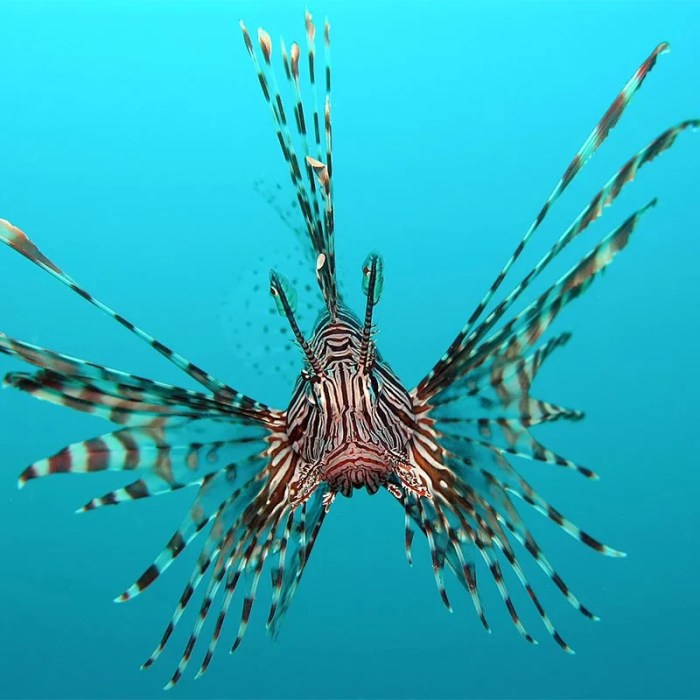 Lionfish invasion density-dependent population dynamics answer key