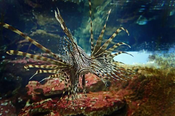 Lionfish invasion density-dependent population dynamics answer key