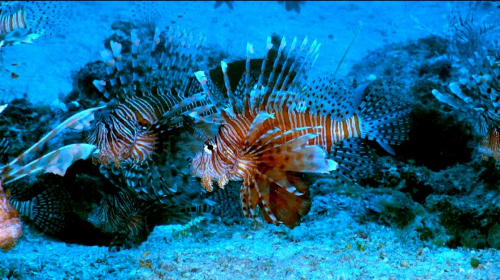 Lionfish invasion density-dependent population dynamics answer key